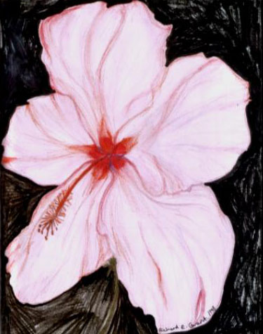  Drawings by Victoria Leacock Richard drew this Caribbean hibiscus 
